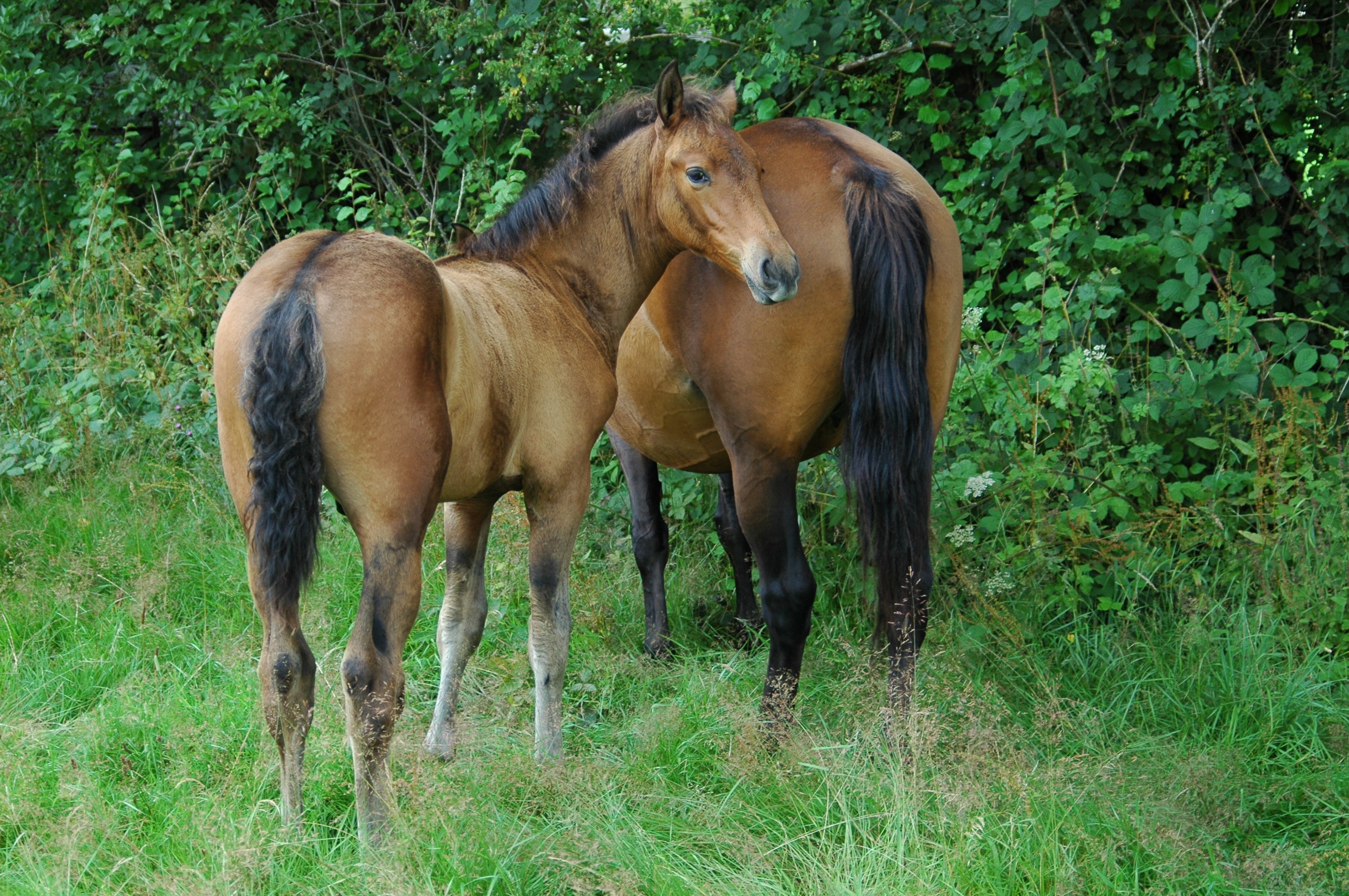 Foal5 | Clive Hoyles